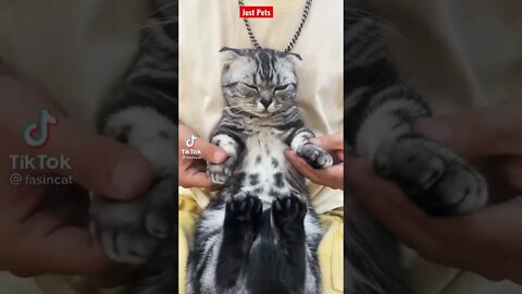 Cat break dancing- funny animals videos #shorts