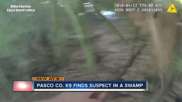 VIDEO: Pasco deputies arrest suspect hiding in swamp