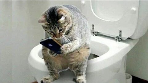 Most funny reaction cats & dogs