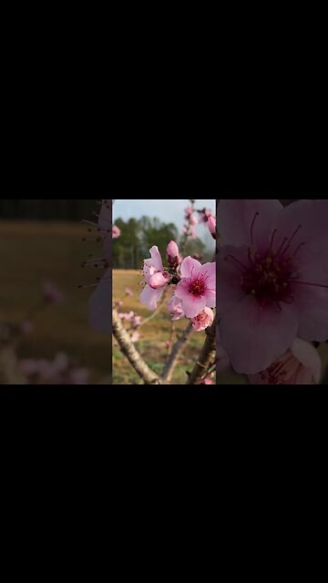 "Springtime Orchard: Peach, Pear, and Nectarine Trees in Full Bloom!"