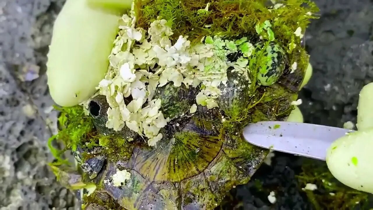 30 9Sea turtle become kings of prey after removing millions of sea creatures and barnacles on shell