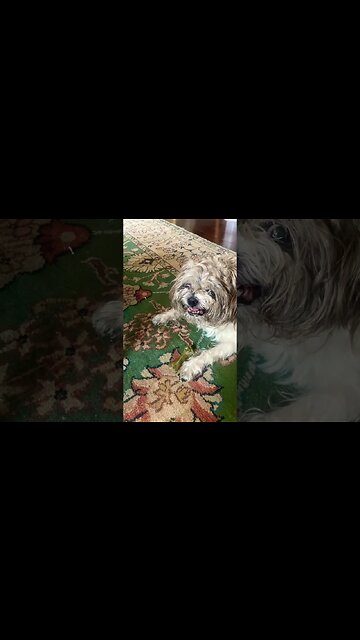 bad to the bone #shorts