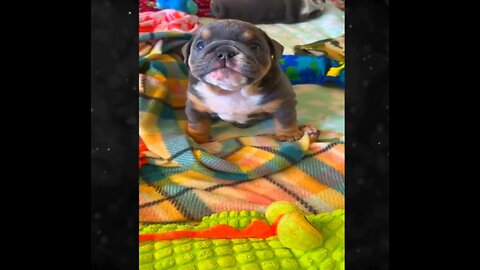 Funny animal videos