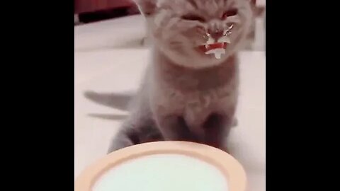 Cats fails part 5 #petvideos #funnyvideo