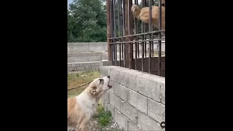 The brave dog