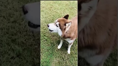 Dogs Funny Video.. #Shorts #SR ENTERTAINMENT