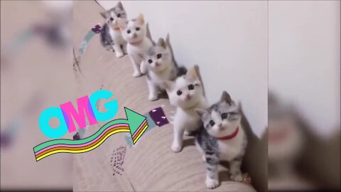 OMG The Cutest and Funniest Cats-Funny Compilation 2021