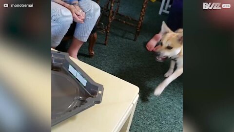 Cane impazzisce per la trottola