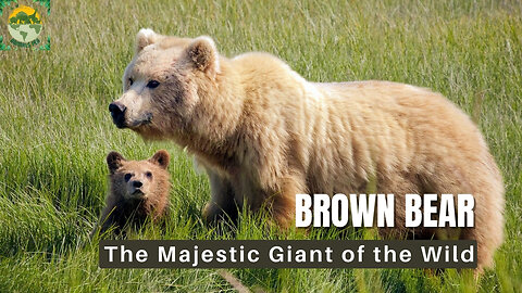 The Habitats of the Brown Bear | ANIMALS PEA