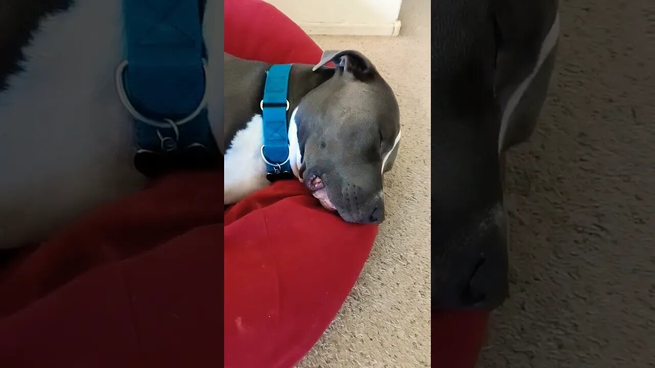 Einstein resting #snoringdog #einsteinsbackyard #pitbulls #shorts #dog #shortvideo