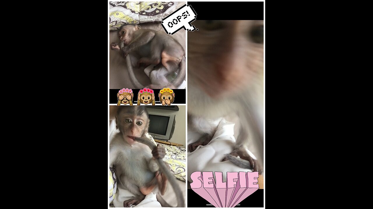 Ongkythemonkey wants to take a selfie