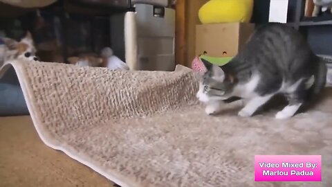 Cats crazy Frog