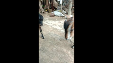 play n fight