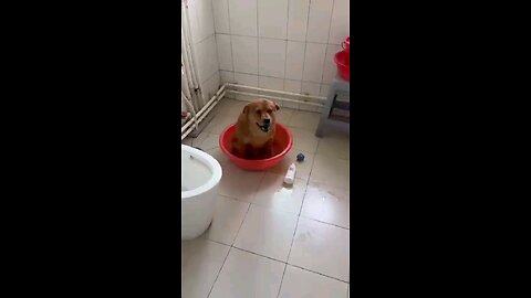 Snitching on my pet dog Xiaopang, Part 2
