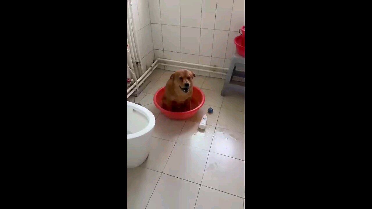 Snitching on my pet dog Xiaopang, Part 2