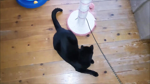 Kittens playground