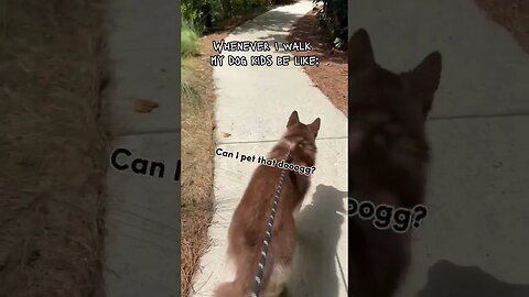 Whenever I walk my husky kids be like…
