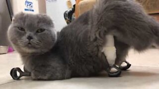 Cette chatte remarche grâce à des prothèses