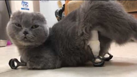 Cette chatte remarche grâce à des prothèses
