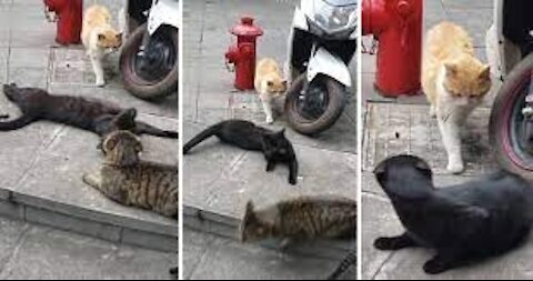 ‘Cheating’ cat takes social media by storm