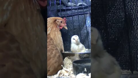 Baby chick and mumma hen