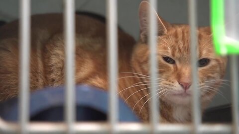 Keeping your pets safe | 2023 Tracking the Tropics Quick Tip