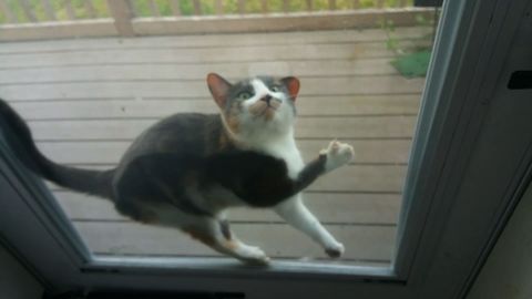21 Hilarious Velcro Cats
