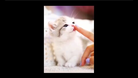 Tik Tok Famous Pets - CUTEST PETS EVER!