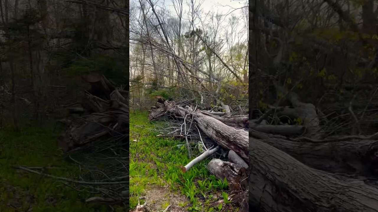 Nature Walks will Forever Be Different 🌲 #hurricane