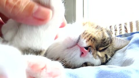 Playing with the Sleepy Cat