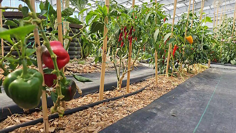 Organic Peppers Sweet & Hot
