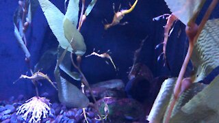 Leafy Sea Dragons