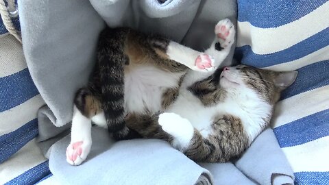 Twisted Cat Twiches in His Dreams