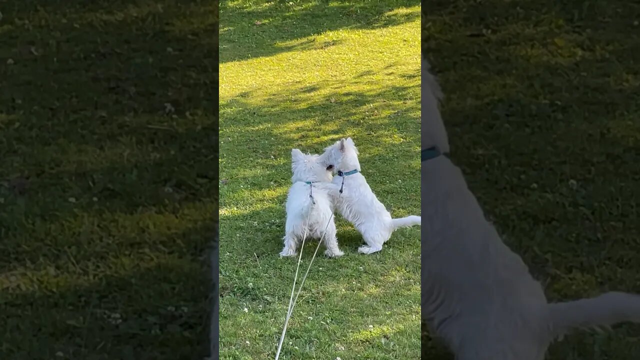 Attacking like a Snake #westie #dogs #funny #shortvideo