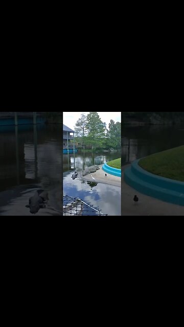 watching birds by alligators is entertaining