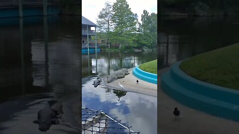 watching birds by alligators is entertaining