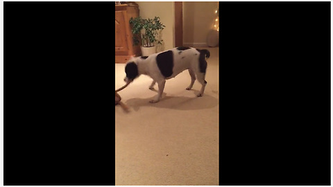 High-energy pup jumps & dances with favorite toy