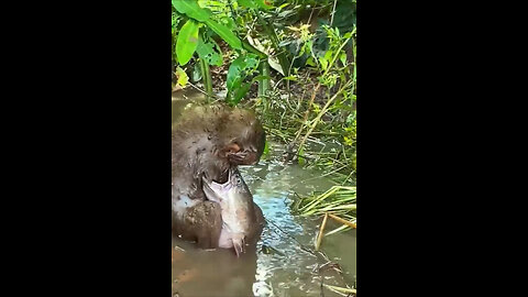 Monkey Vs Big Fish!!!