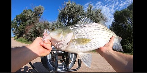 Wipers and Catfish at the Inlet / Spillway on 7-30-2024