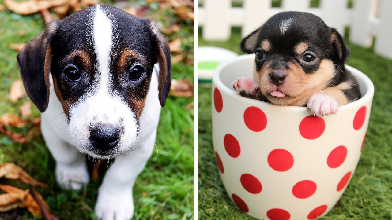 Funny Dog Videos 😂🐶 You will laugh at all!