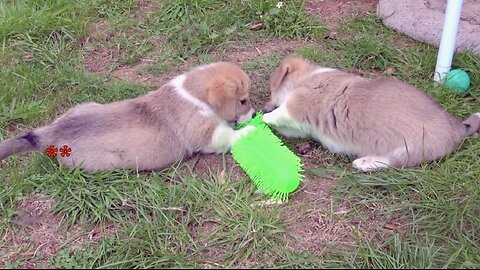 Socks - The First 8 Weeks - Week 7