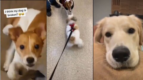 Dog Comedy Video Dog Funny video Part5 #DagShort #DogVideo