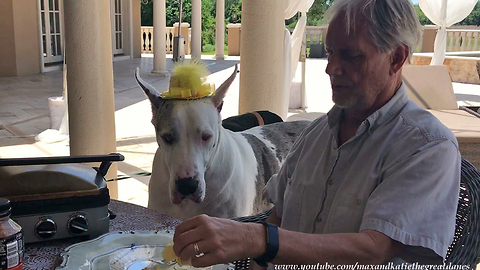 Fascinator Hat Wearing Great Dane Enjoys Lunch With Friends