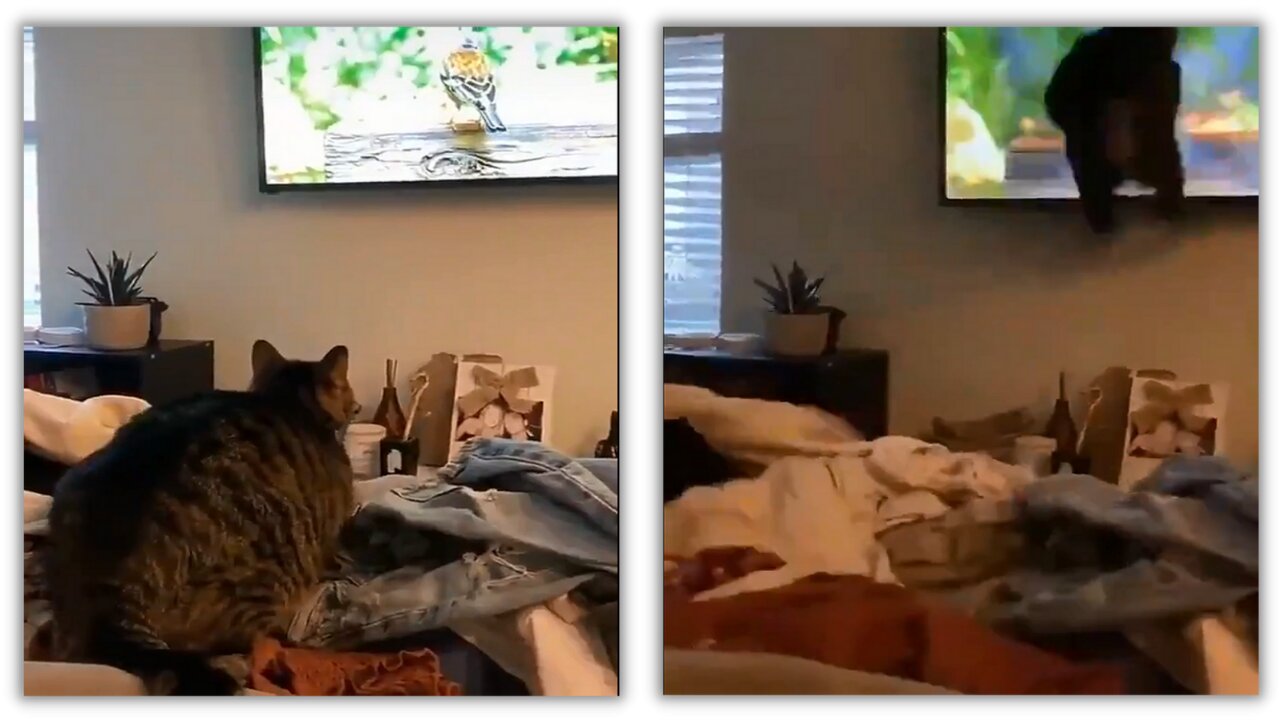 Cat Hit Bird - He Thought That Bird is Real
