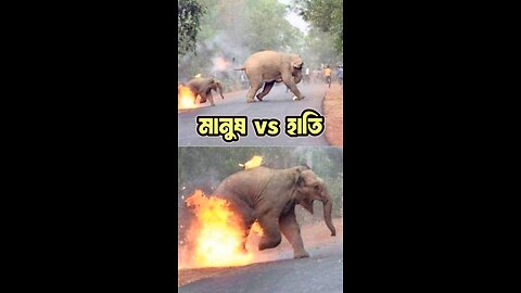 মানুষ vs হাতি