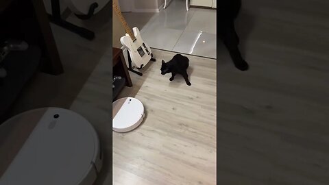 Cats are scared of robot