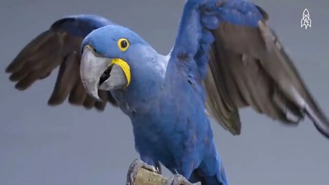 Most Beautiful Macaws on Planet Earth