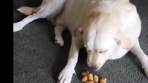 Funny Video