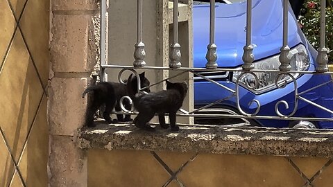 Cat on the street