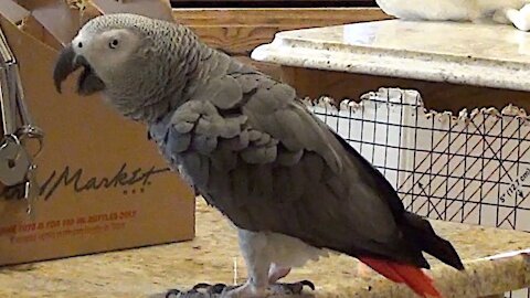 Talented parrot talks exactly like Matthew McConaughey